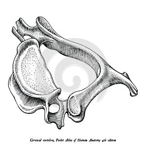 Cervical vertebra human anatomy superior lateral view hand draw photo