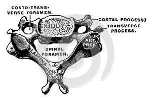 Cervical Vertebra, vintage illustration