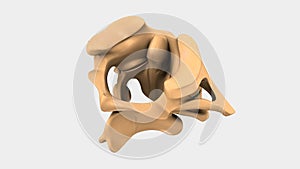 Cervical Vertebrae