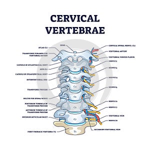 Cervical vertebrae with bones detailed and labeled structure outline diagram photo