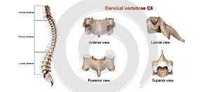 Cervical Vertebrae C6 photo