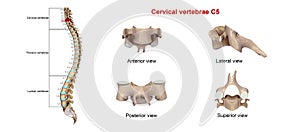Cervical Vertebrae C5 photo