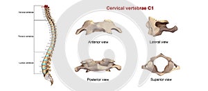 Cervical Vertebrae C1