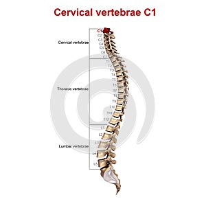 Cervical vertebrae C1