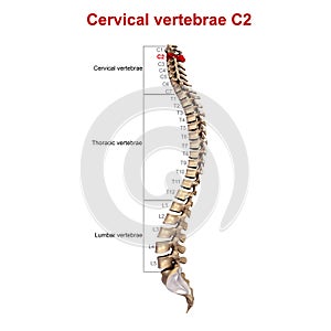 Cervical vertebrae C2