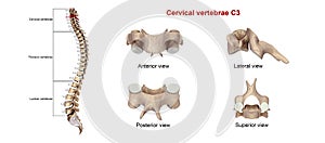 Cervical Vertebrae C3