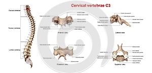 Cervical Vertebrae C3