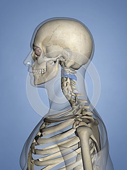 Cervical vertebrae M-SKEL C2-l-2, 3D Model