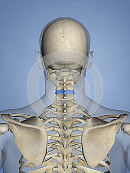 Cervical vertebrae M-SKEL C5-b-2, 3D Model