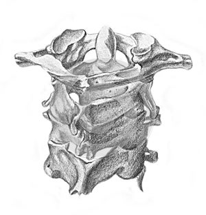 Cervical vertebrae - skeleton