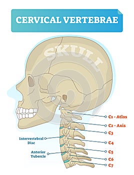 Cervical vertebrae vector illustration. Scheme with skull and C1 atlas vertebra. Intervertebral disc and anterior tubercle diagram