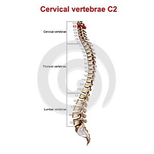 Cervical vertebrae C2 photo