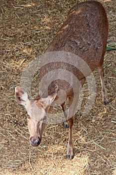 cervid (sambar deer) in a zoo in thailand