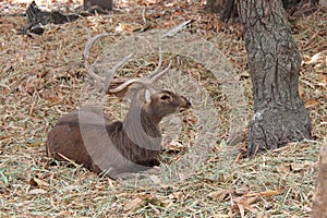 cervid in a zoo - chiang mai - thailand