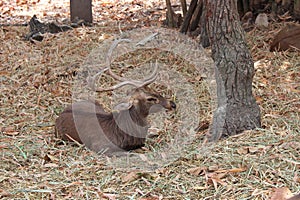 cervid in a zoo in thailand