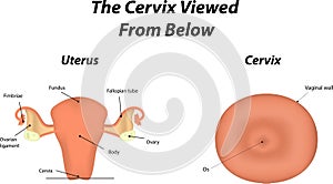 The Cervix