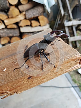 Cervo volante nero - black stag beetle photo