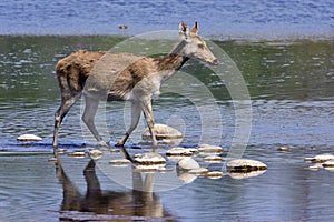 Cervus duvaucelii, swamp deer crossing the Karnali river, Bardia, Nepal