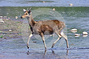 Cervus duvaucelii, swamp deer crossing the Karnali river, Bardia, Nepal photo