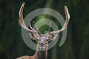 Cervus elaphus