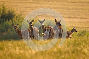 Cervus elaphus. Group of female European or common deer and young baby calf at sunset