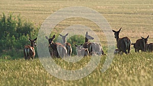 Cervus elaphus. Group of female European or common deer and young baby calf at sunset