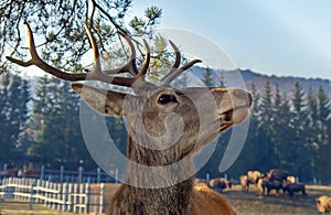 Wild animal. Portrait of a deer. Cervus elaphus photo