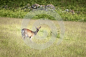 Cervus elaphus scoticus yearling