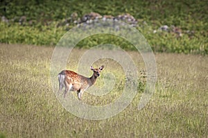 Cervus elaphus scoticus yearling