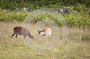 Cervus elaphus scoticus yearling