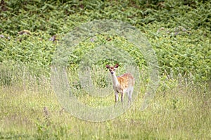 Cervus elaphus scoticus yearling