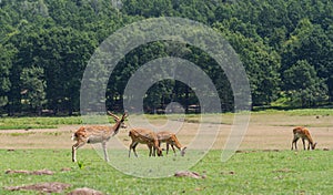 Cervus nippon deers grazing on the field in wild nature