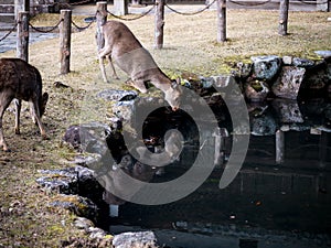 Sika deer at Nara Park