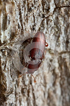 Cerylon beetle on wood