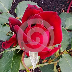 Cesar E Chavez Red Rose Flower photo