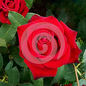Cesar E Chavez Red Rose Flower 02 photo