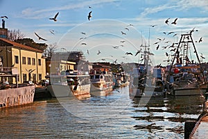 Cesenatico, Emilia Romagna, Italy: fishing boats with seagulls f photo