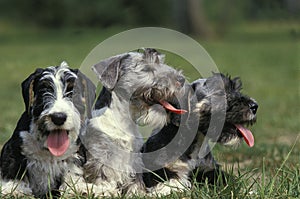 Cesky Dog sitting in Grass photo