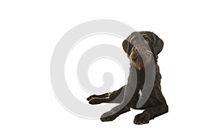 Cesky Fousek dog lying down and looking away seen from the front on a white background