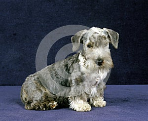 CESKY TERRIER