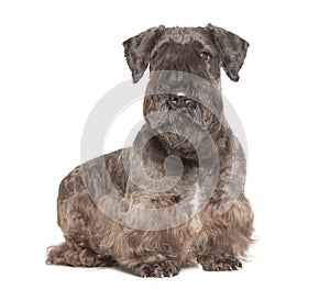 Cesky Terrier