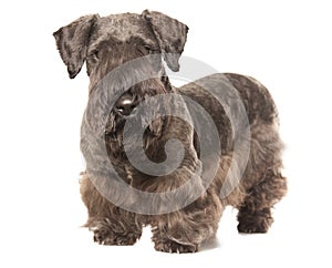 Cesky Terrier photo