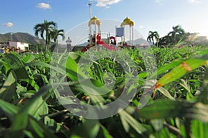 green grass in summer time and in its background a playground photo