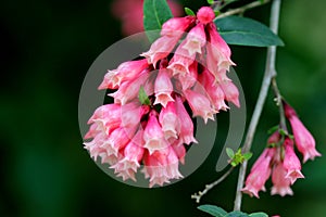 Cestrum elegans var. smithii, Pink Cestrum