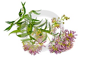 Cestrum known as cestrums or jessamines isolated on white