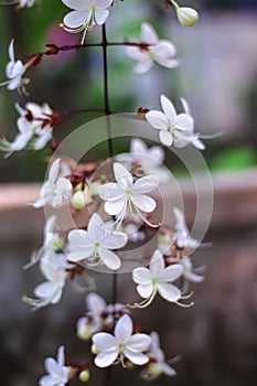 Cestrum nocturnum flower  , white night blooming jasmine or lady of the night in garden background