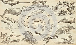Cetaceans, Cetacea - An hand drawn pack, freehand sketching - full sized collection on od paper. photo