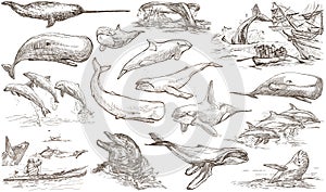 Cetaceans, Cetacea - An hand drawn pack, freehand sketching - full sized collection on white, isolated. photo