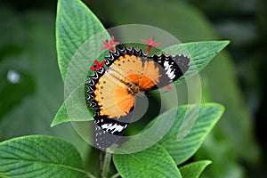 Cethosia biblis butterfly on red tropical flower, butterfly with patterned opened wings