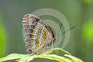 Cethosia biblis, the red lacewing - Butterfly